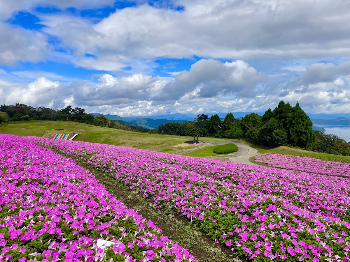琵琶湖箱館山(びわこ箱館山) 實景照片 7