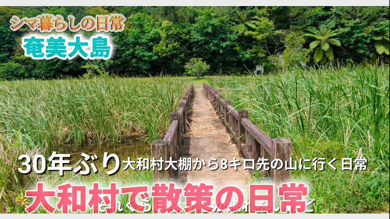 【奄美大島】離島暮らし　30年ぶりのフォレストポリスへ行く日常　いろんな奄美大島の風景　#日常　#自然#癒やし
