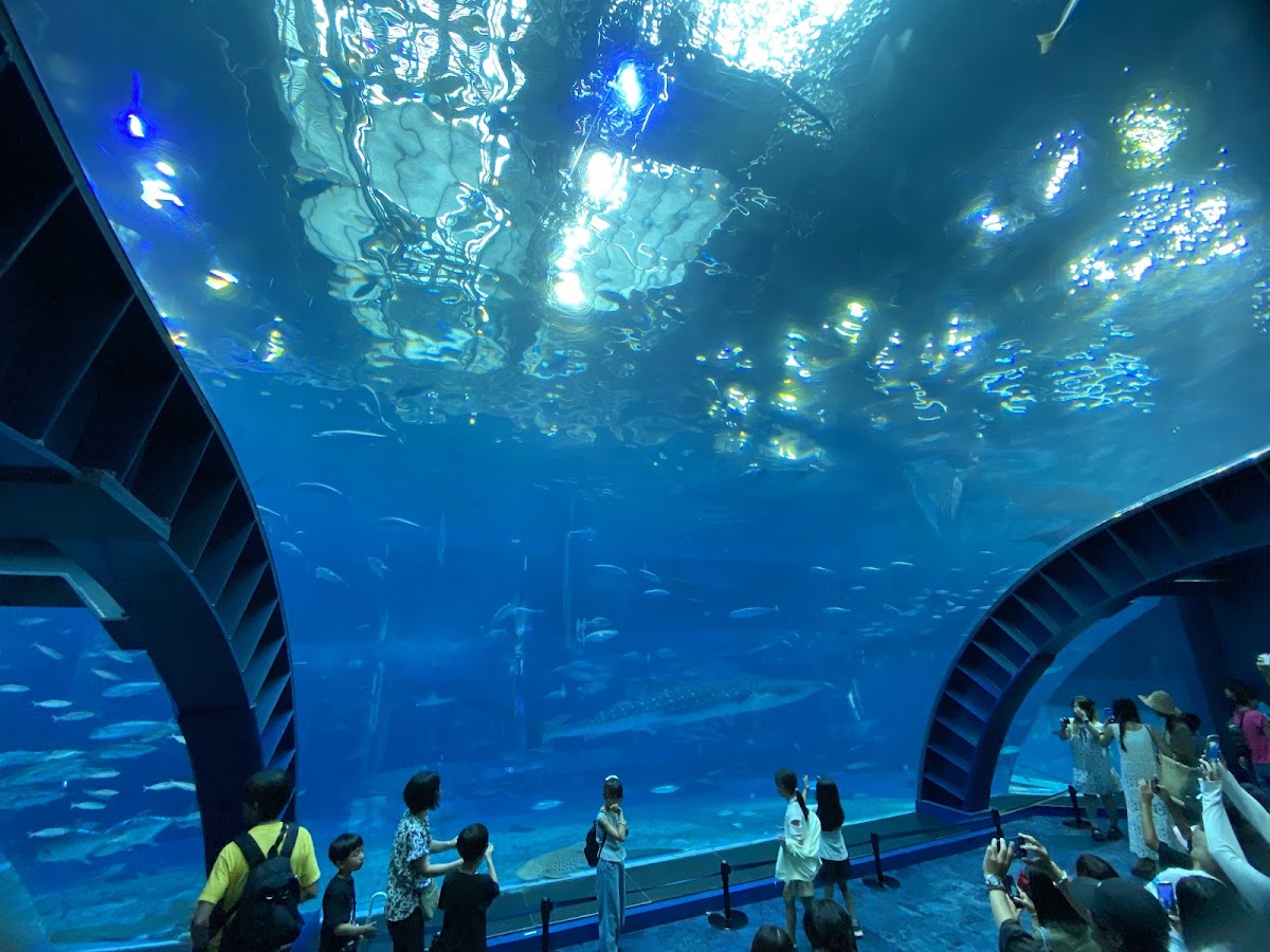 遊客在大型水槽前觀賞魚群