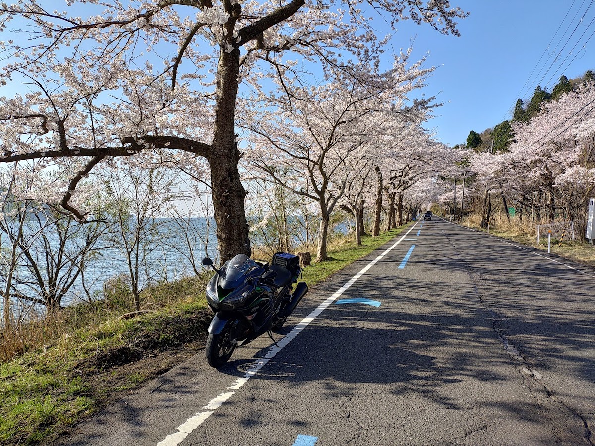 海津大崎 實景照片 10