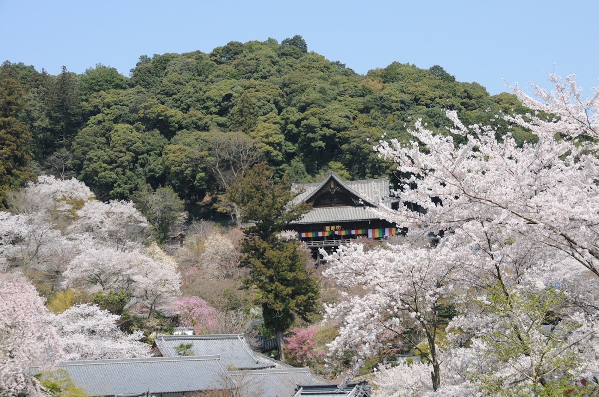 總本山長谷寺(総本山長谷寺) 實景照片 1