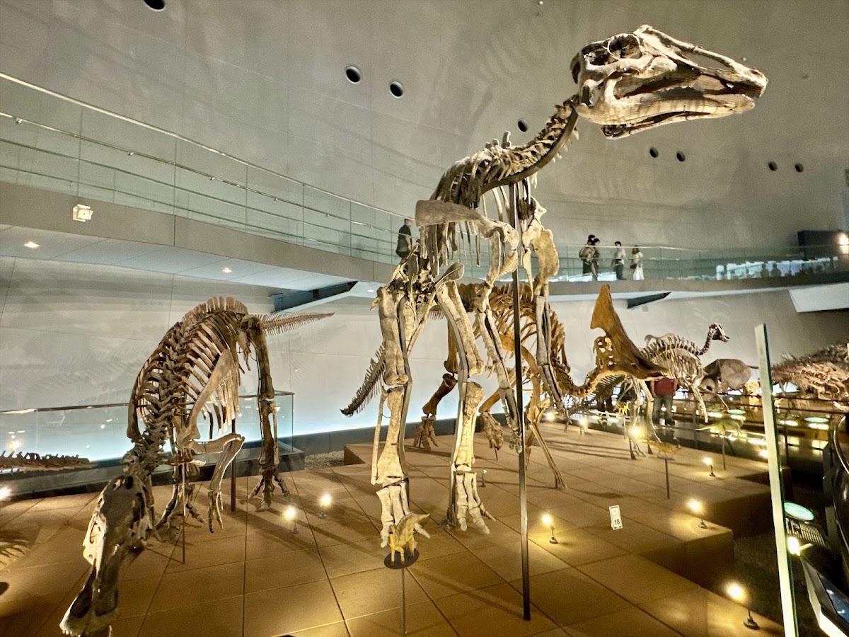恐龍骨骼化石展示區