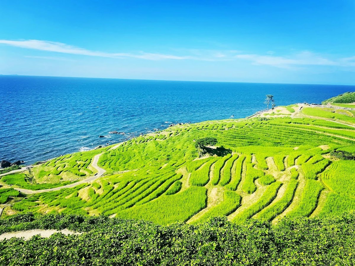 晴空下翠綠色階梯田景觀