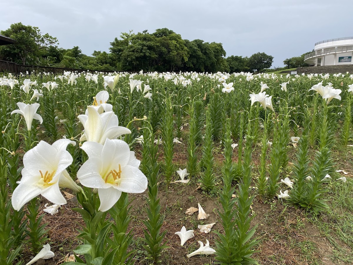 沖繩縣綜合運動公園（沖縄県総合運動公園） 實景照片 9