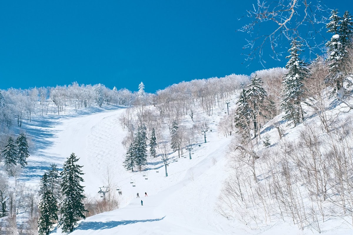 雪道與兩旁樹木風景