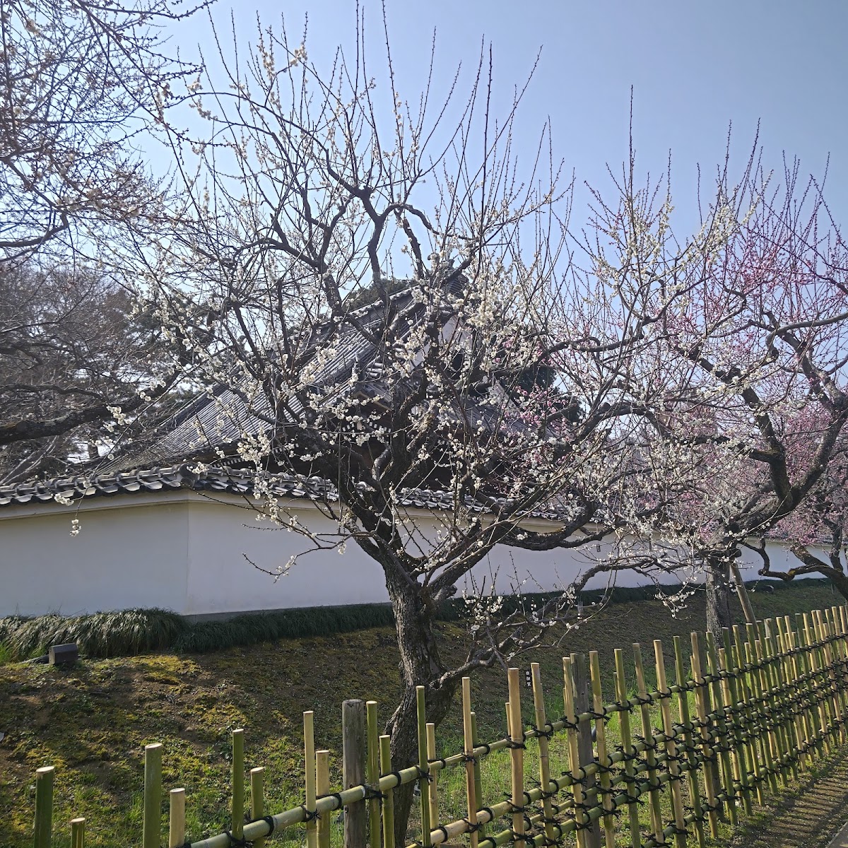 盛開梅花與日式建築外牆