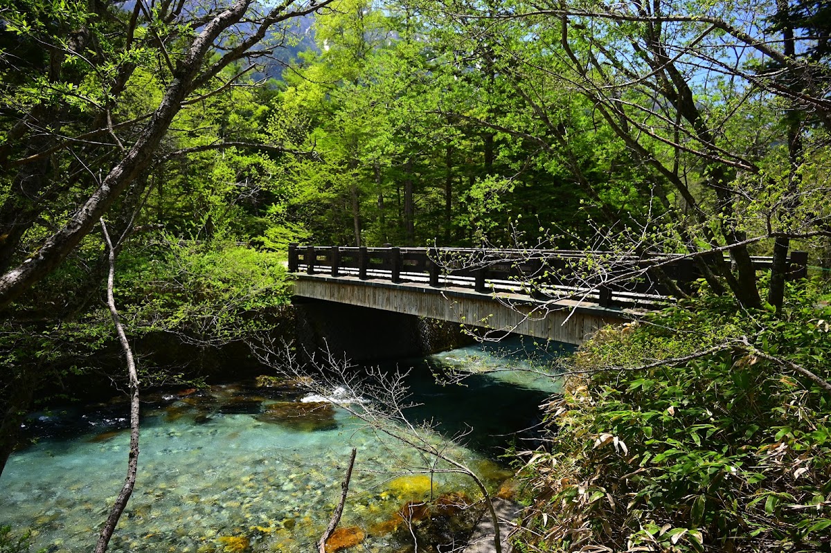 翠綠樹林間的木橋