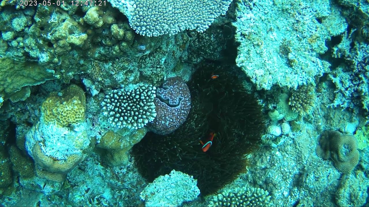 Okinawa's trip day2 - 日本旅遊 沖繩自由行 浮潛, 體驗潛水 Fun Diving and Snokelling in Kerama-shotō 慶良間諸島／けらましょとう.