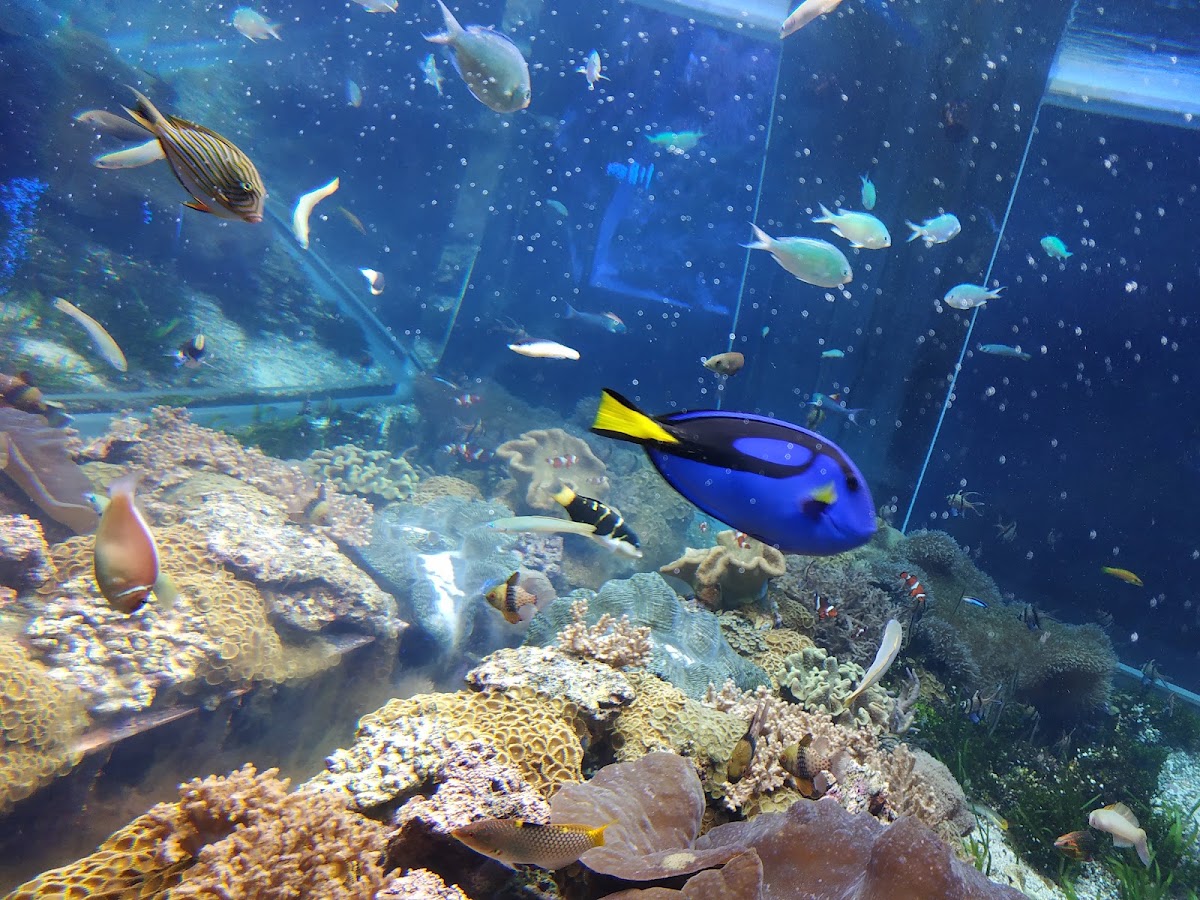 名古屋港水族館 實景照片 4