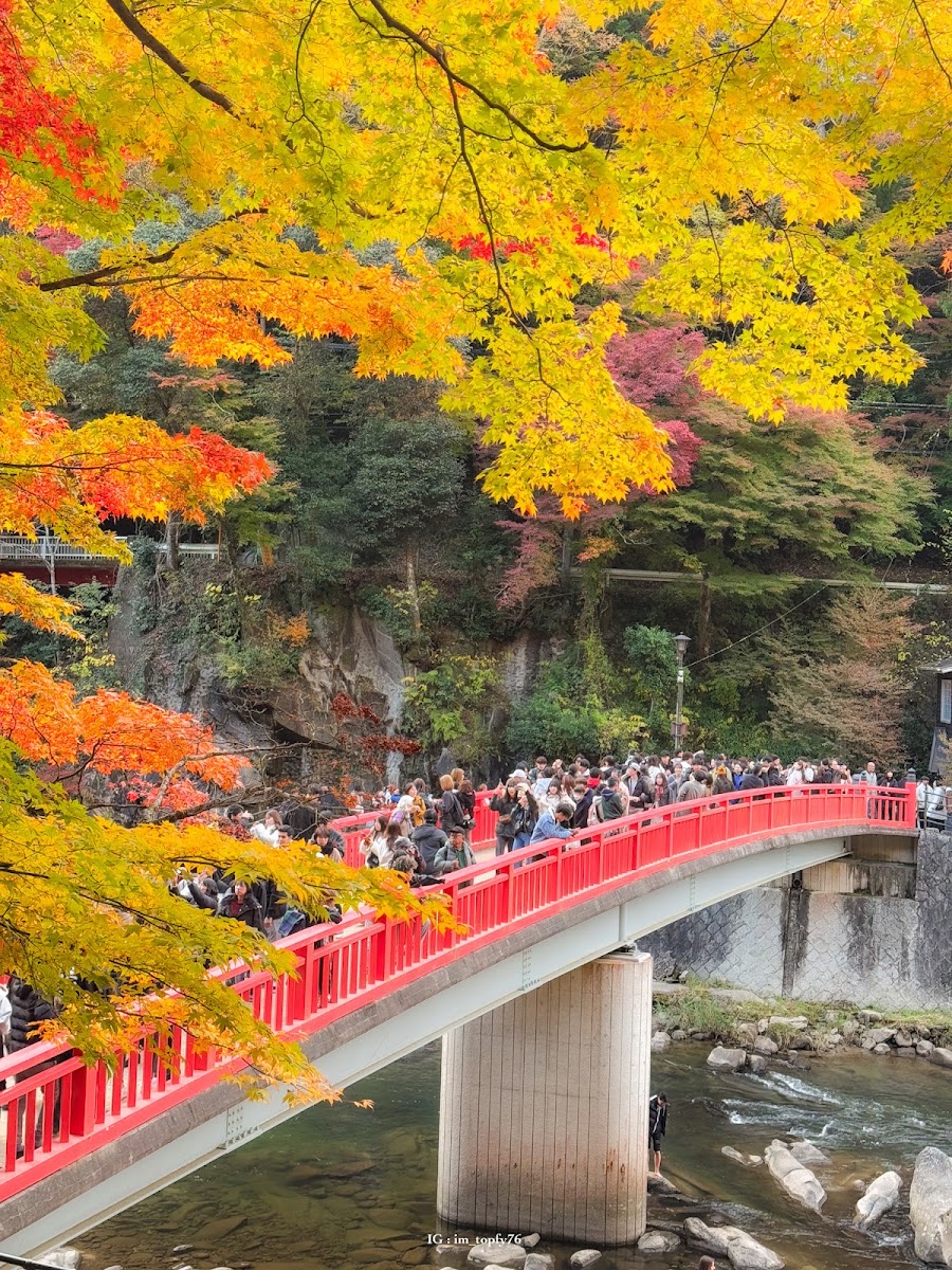遊客眾多的紅橋與黃楓特寫