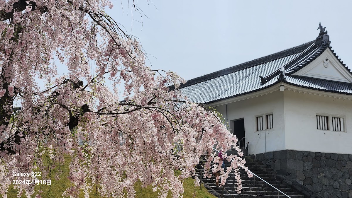盛開的粉紅櫻花樹與城牆建築