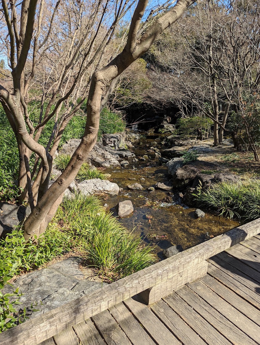 白鳥庭園 實景照片 7