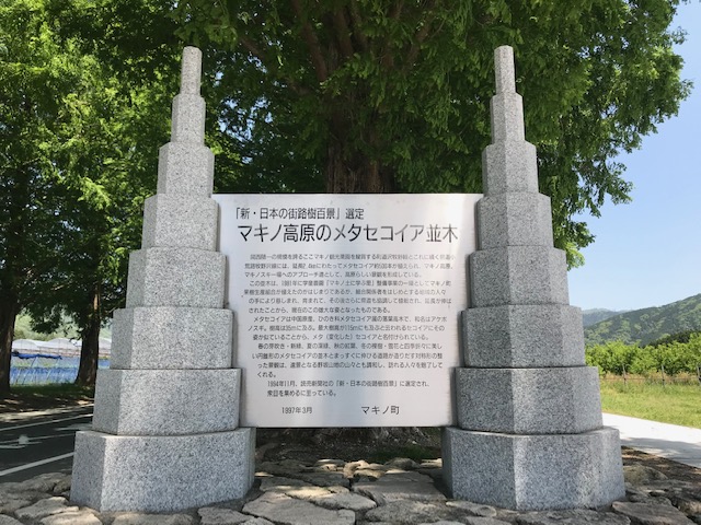 水杉林蔭大道（メタセコイア並木） 實景照片 4