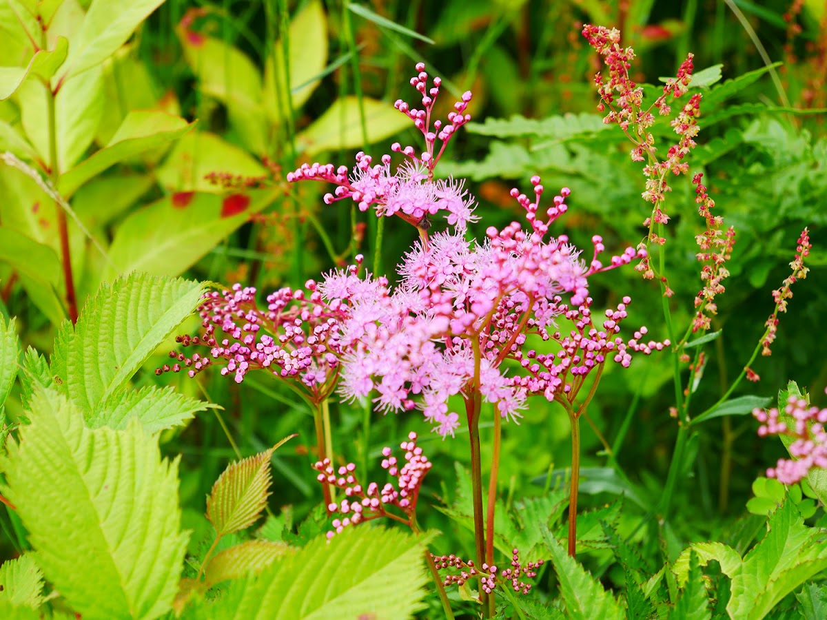 白山高山植物園 實景照片 5