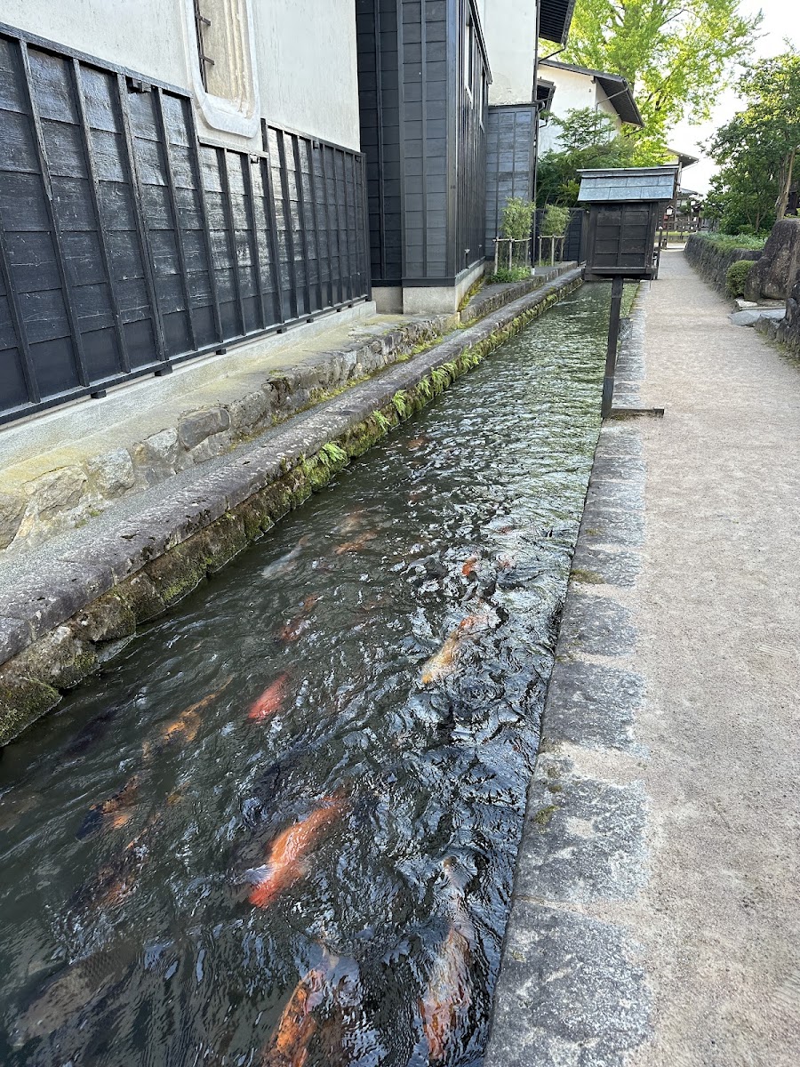 清澈水溝內游動的鯉魚特寫