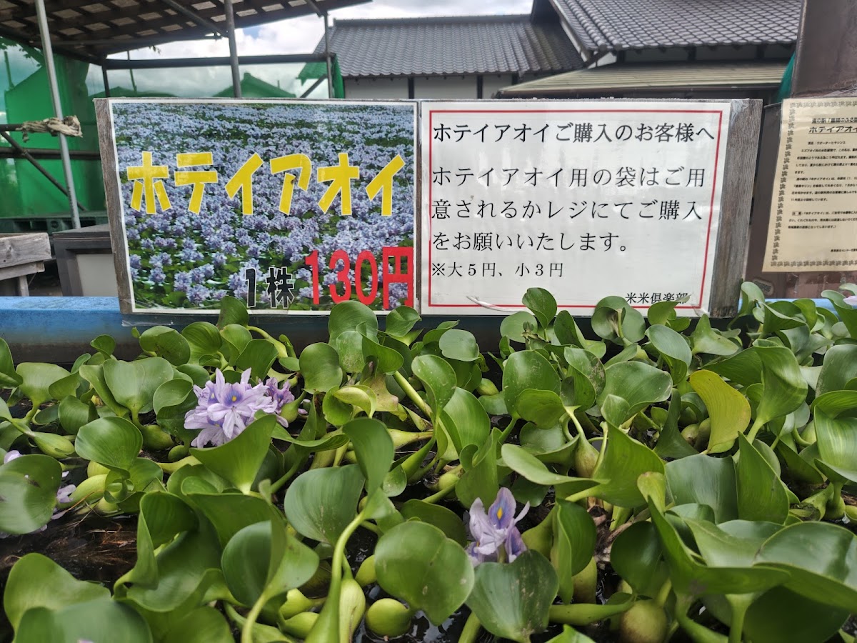道之驛 童謠之故鄉大利根(道の駅 童謡のふる里おおとね) 實景照片 9