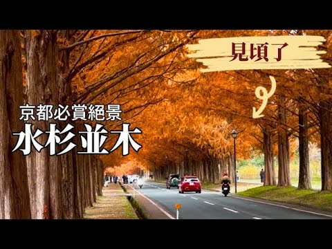 浪漫滿溢❤️水杉林蔭大道｜滋賀紅葉絕景No.1｜日本行道樹木百景之一｜內附Nano Banana Pro做的行程圖