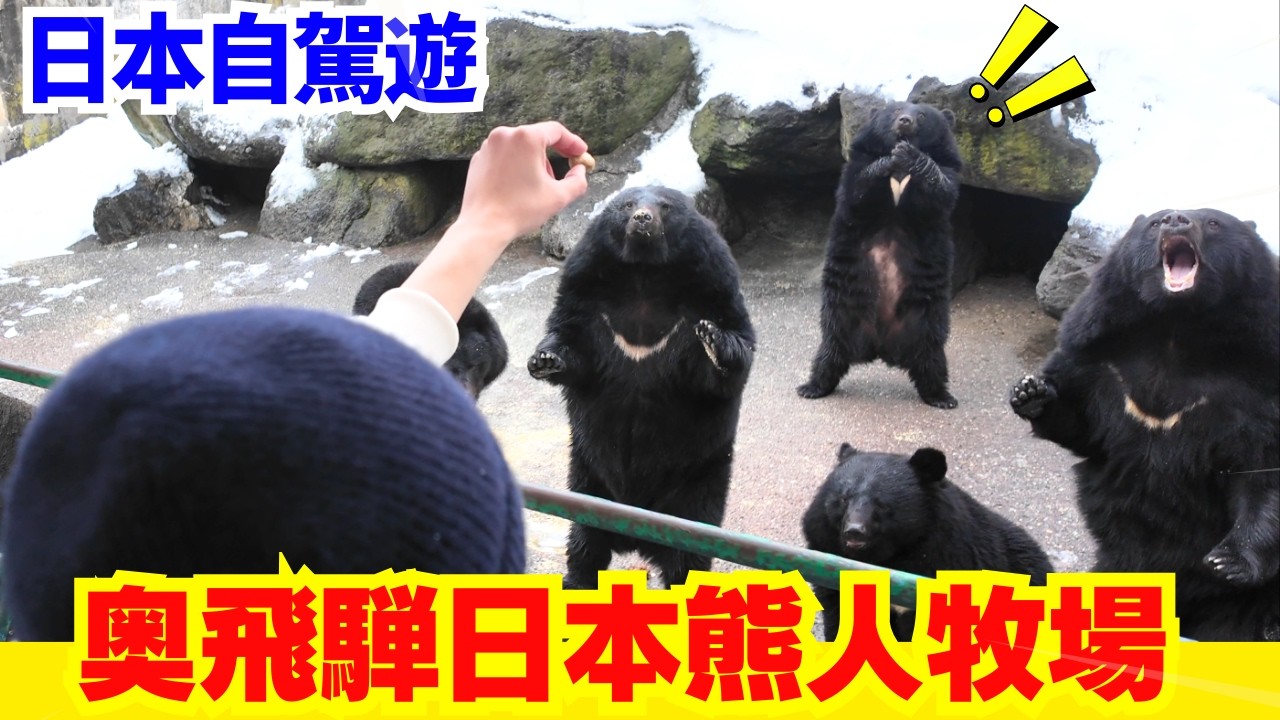 【日本熊出沒🚨】奥飛騨の熊牧場 | 2026年日本自駕遊飛騨之旅 | 月輪熊原來咁得意? 日本熊患嚴重 | 熊界知識!CC中文字幕 #熊 #日本熊 #廣東話