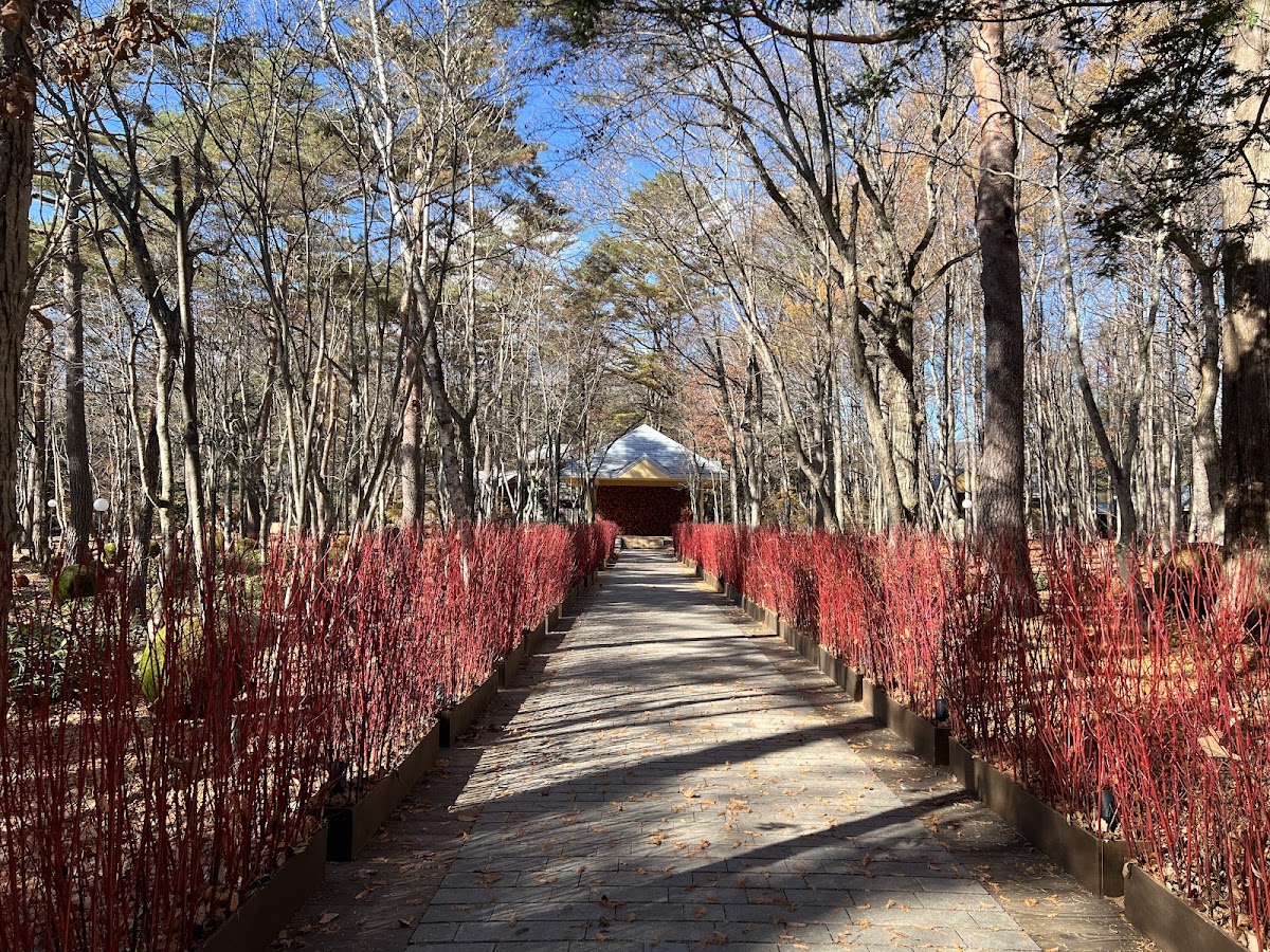 秋天紅樹叢與步道遠眺建築