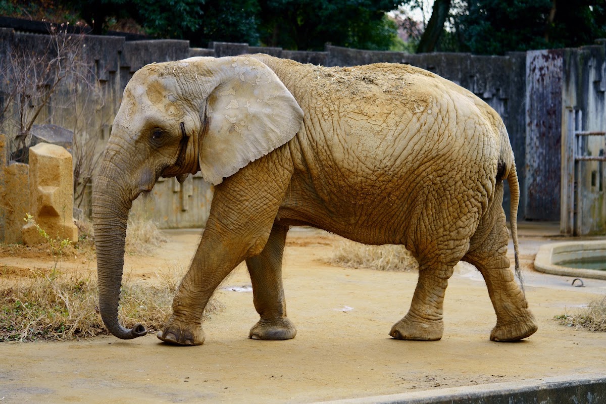 東山動植物園 實景照片 4