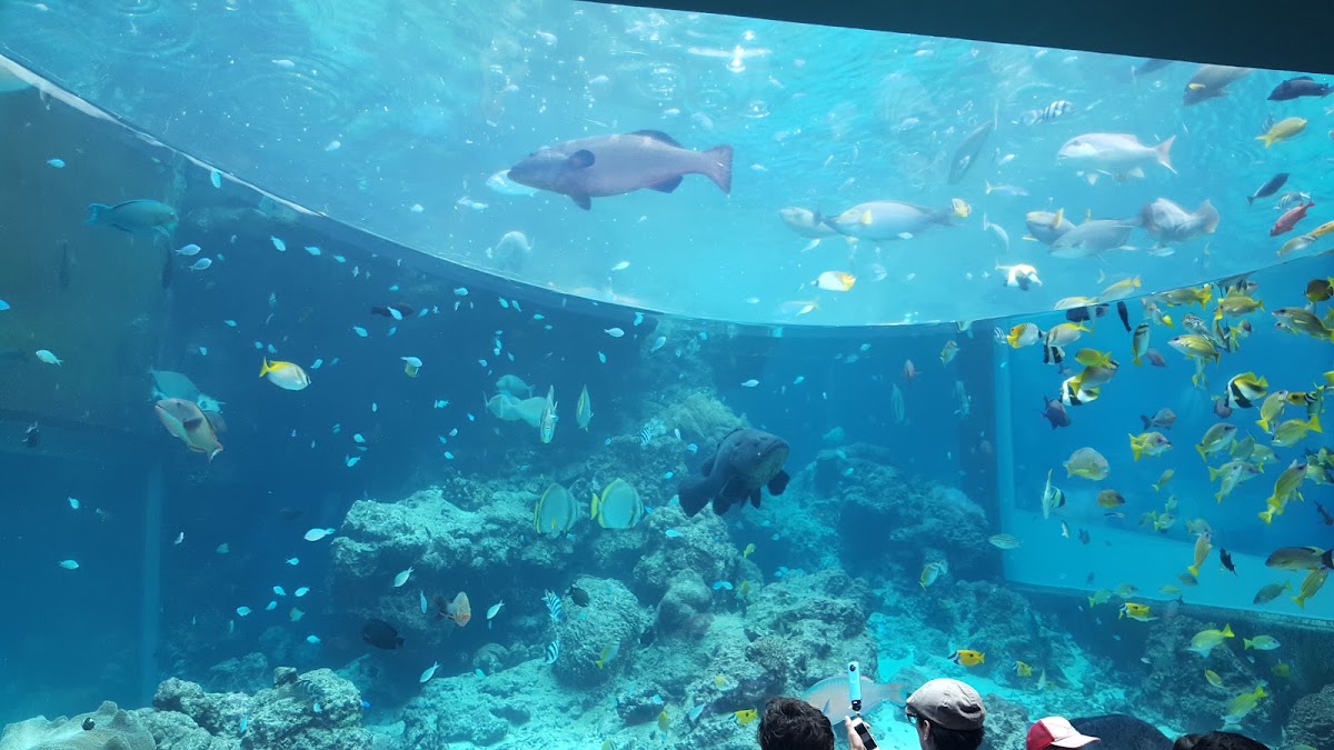 沖繩美麗海水族館(沖縄美ら海水族館) 實景照片 4