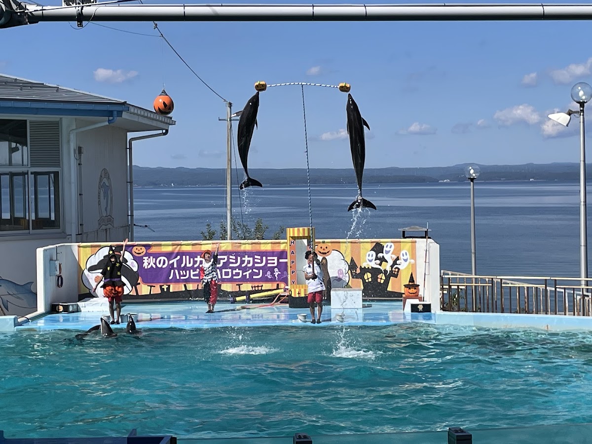 海豚秀戶外表演