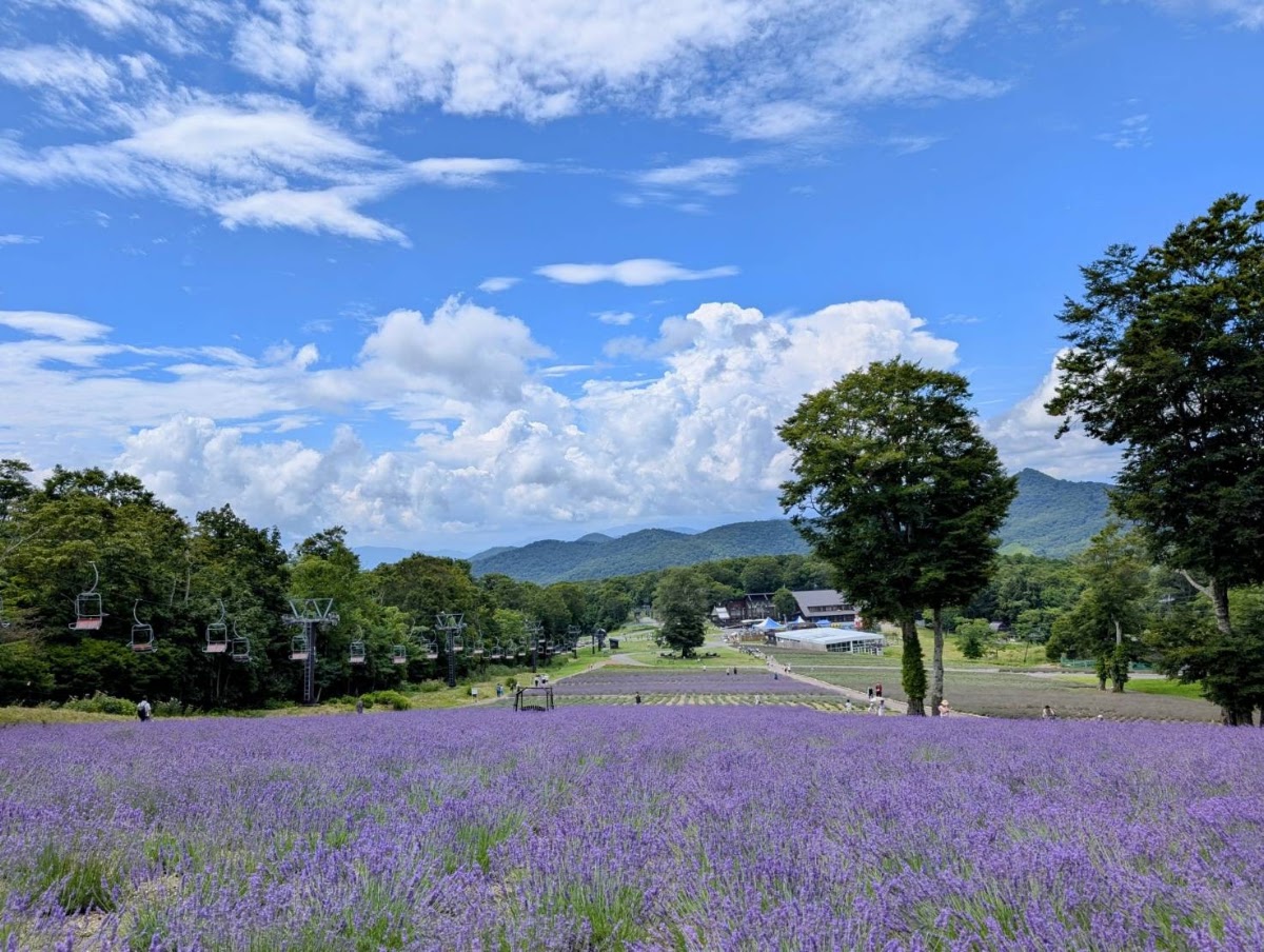 紫色薰衣草花田與藍天