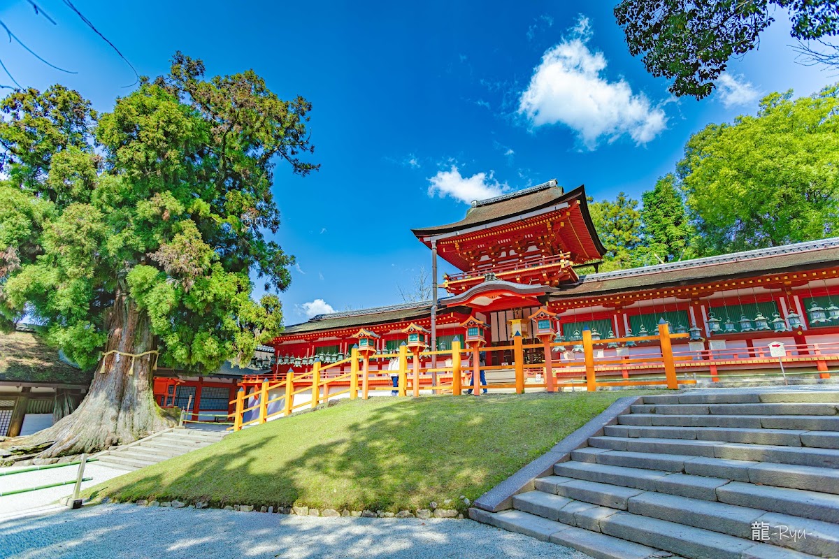 藍天白雲下的春日大社建築與大樹