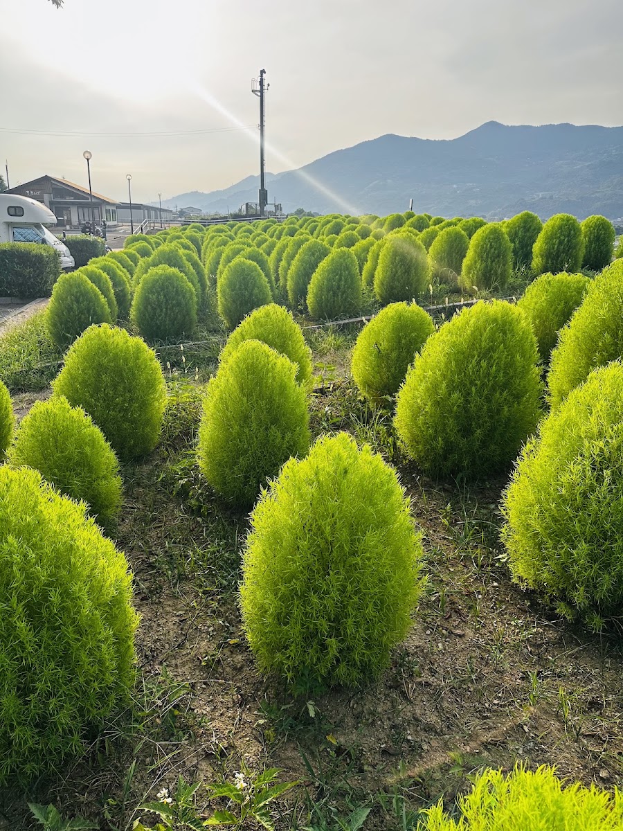 道之驛 紀之川萬葉之里(道の駅 紀の川万葉の里) 實景照片 5
