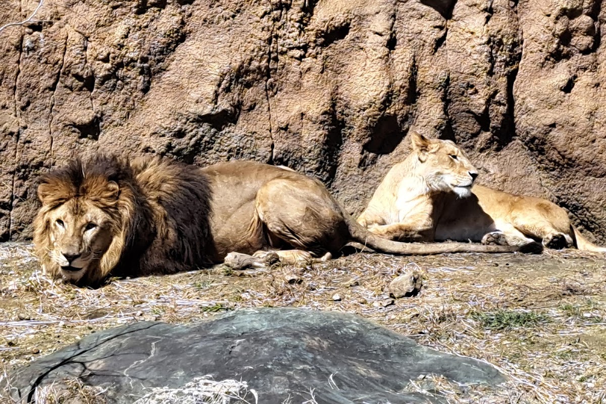 日立市神峰動物園（日立市かみね動物園） 實景照片 8