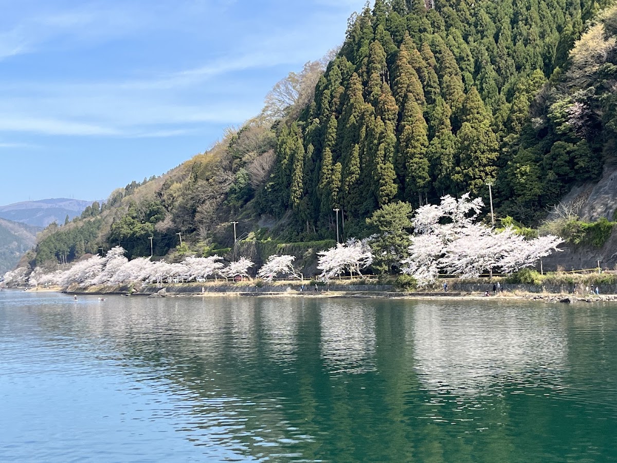 湖面上遠眺櫻花與山景