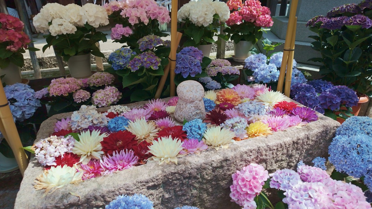紫陽花が埋め尽くす、奈良 岡寺散策 令和8年 A stroll through Okadera Temple in Nara, where hydrangeas fill the air (2026)