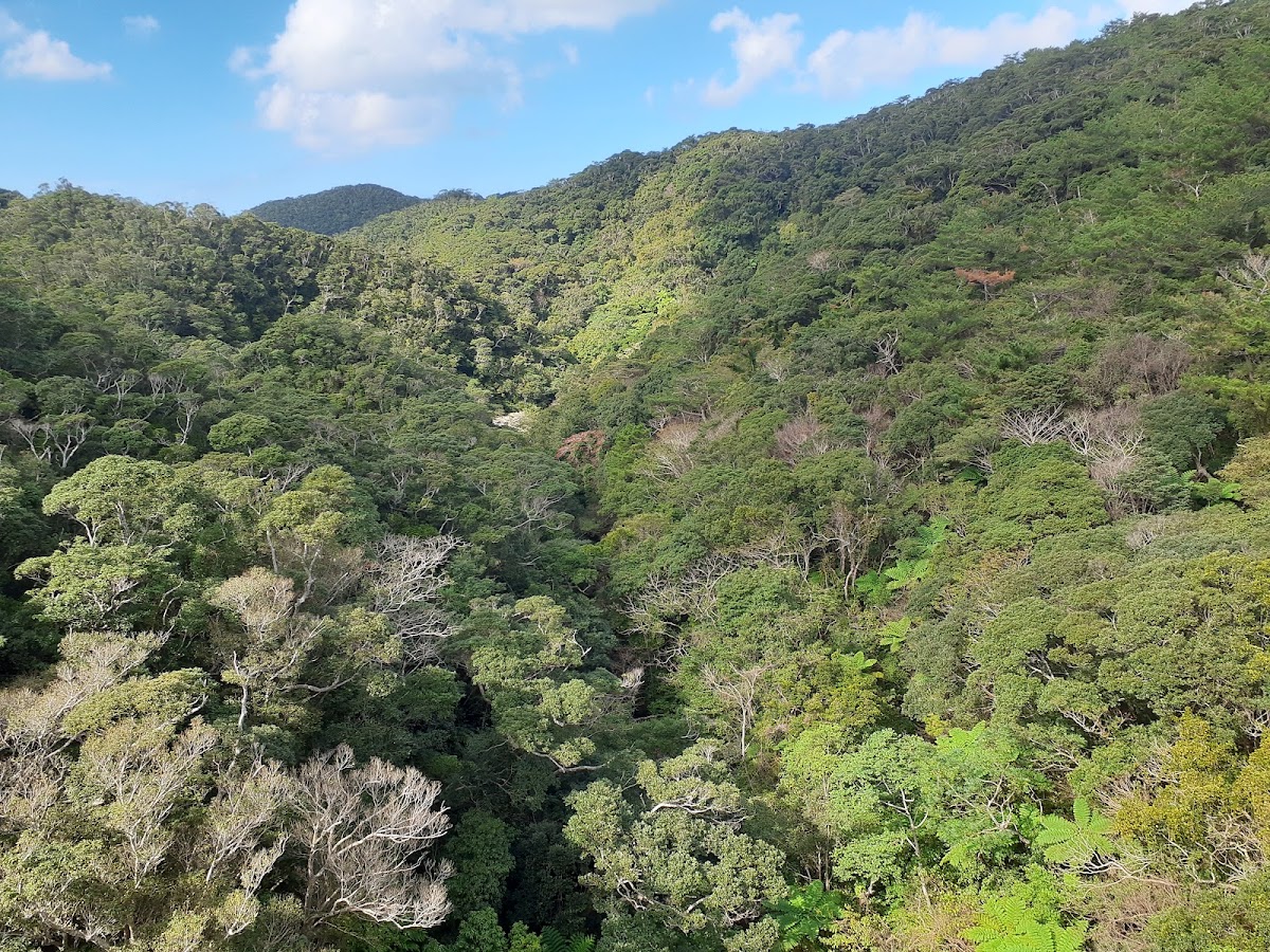 山原國家公園的綠意山谷森林大景