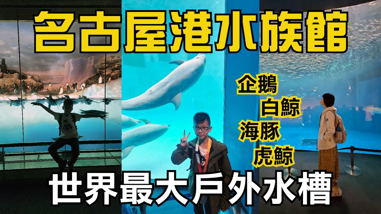名古屋港水族館,名古屋一日遊 海豚 企鵝 白鯨 虎鯨 海龜 世界最大戶外水槽