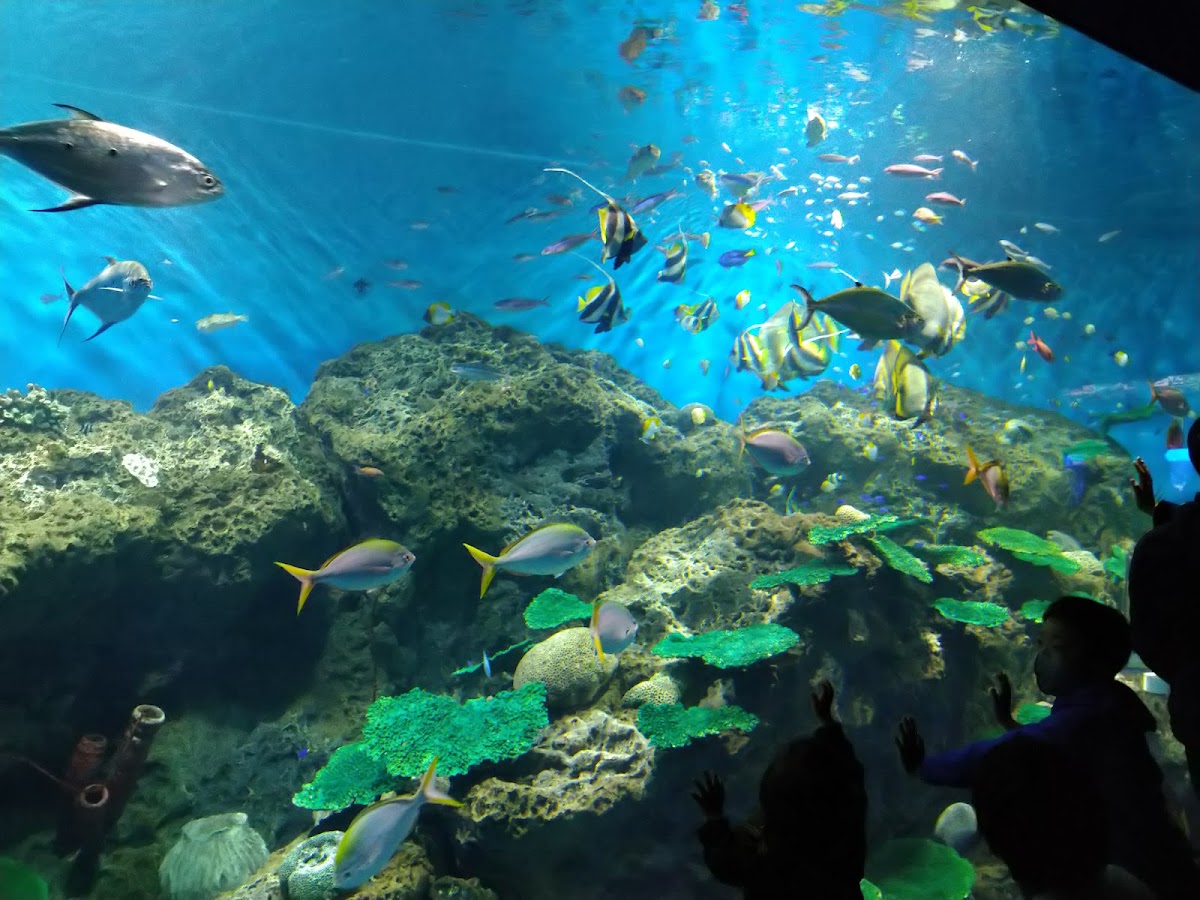 海洋世界茨城縣大洗水族館(アクアワールド茨城県大洗水族館) 實景照片 9