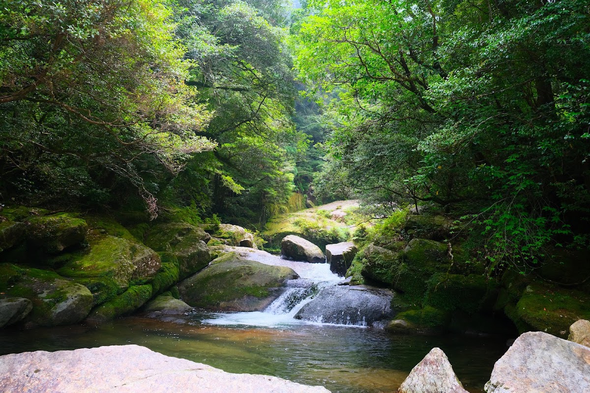 綠意盎然的森林溪流風景