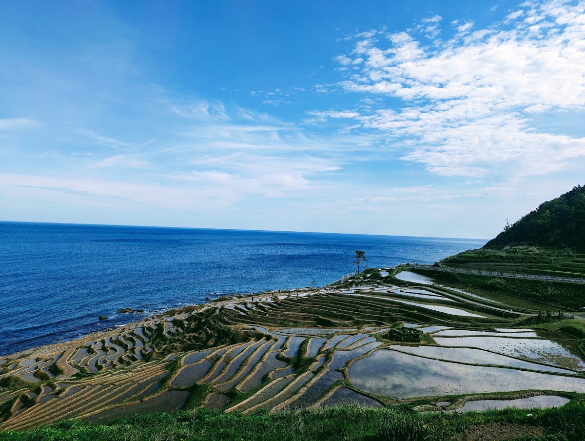 白米千枚田