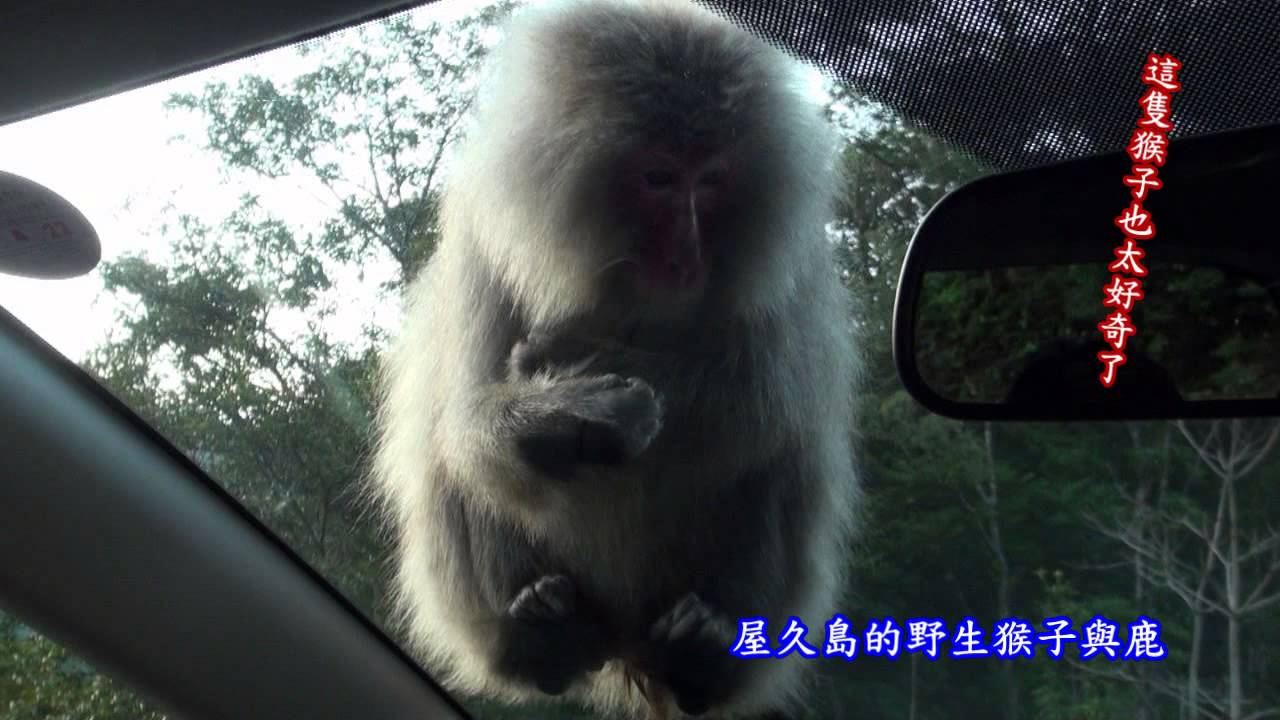 屋久島日本的世界自然遺產Yakushima  Japan UNESCO 2014/03