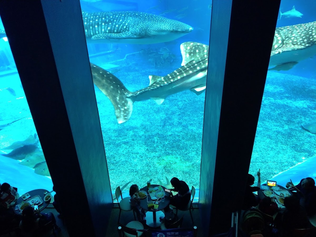 沖繩美麗海水族館(沖縄美ら海水族館) 實景照片 3