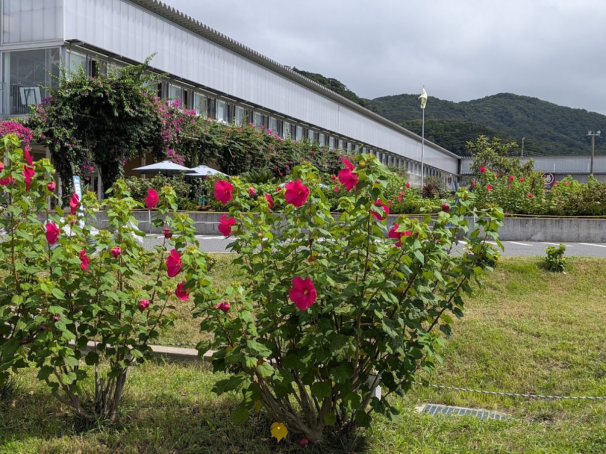 道之驛 保田小學校（道の駅 保田小学校） 實景照片 5
