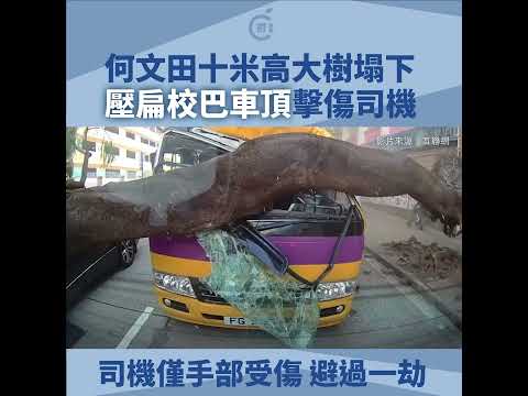 【車cam直擊】何文田巴富街交通意外　大樹倒塌壓校巴致司機受傷