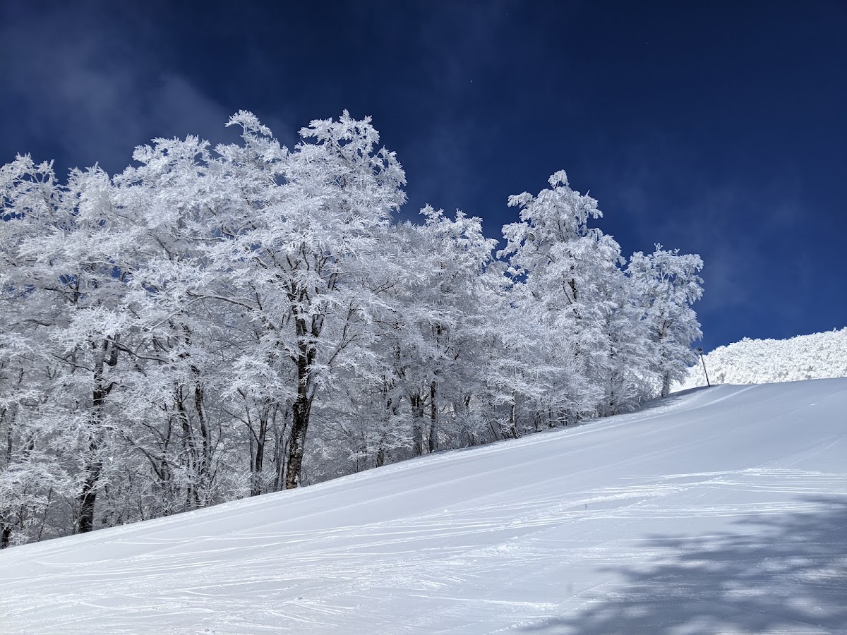 雪白樹林與雪道
