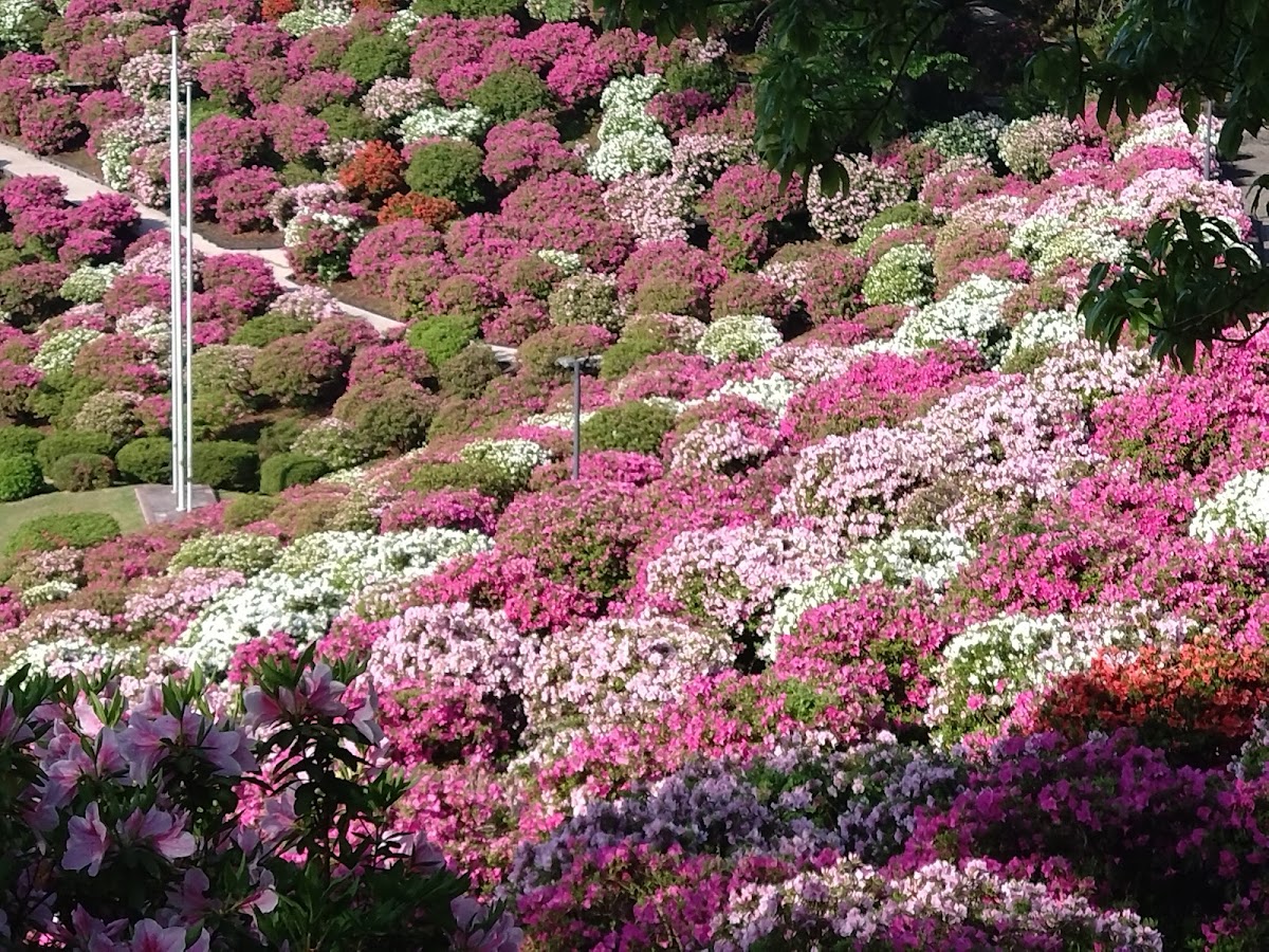 道之驛 西山公園(道の駅 西山公園) 實景照片 2