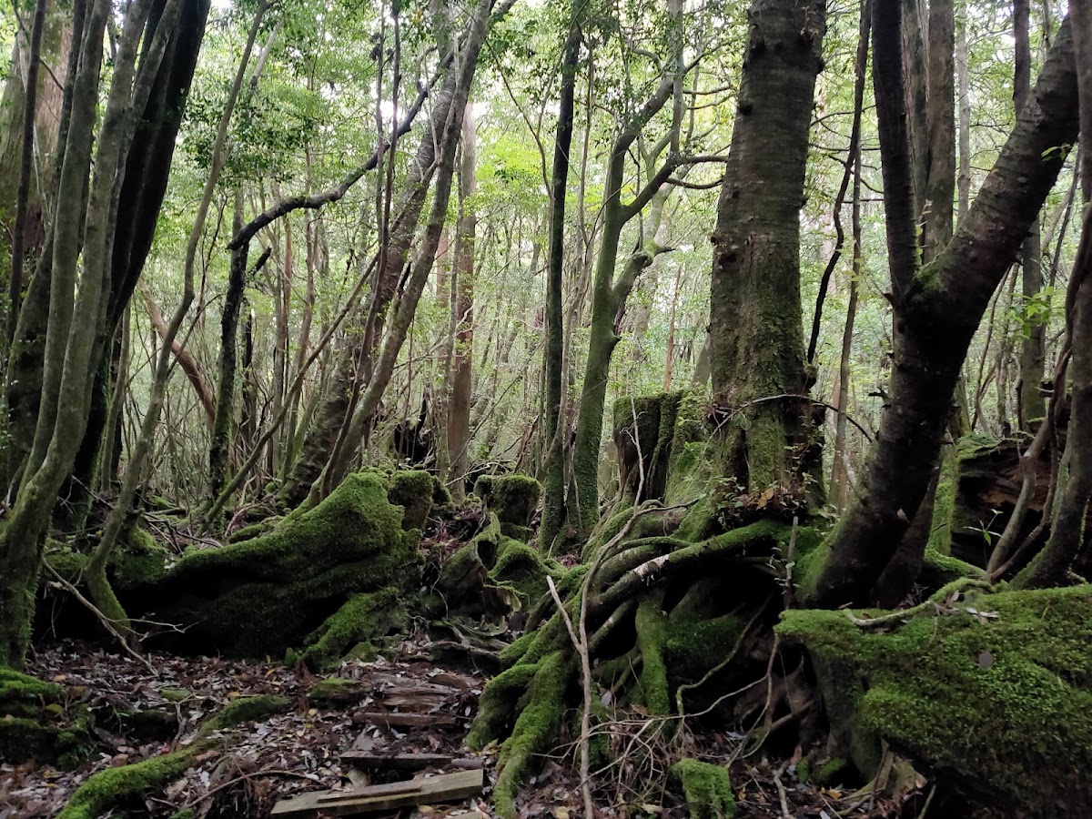 屋久島原始森林與樹根