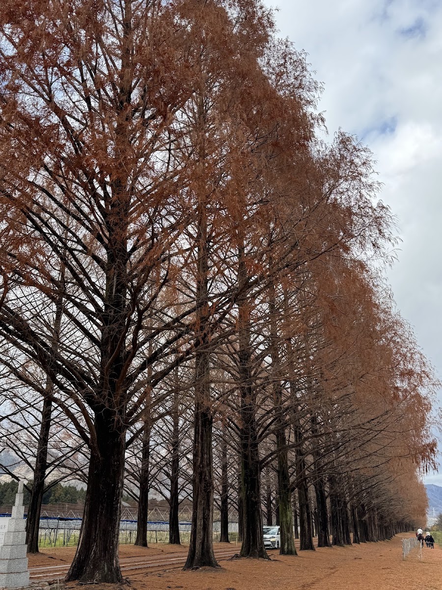 水杉林蔭大道（メタセコイア並木） 實景照片 6