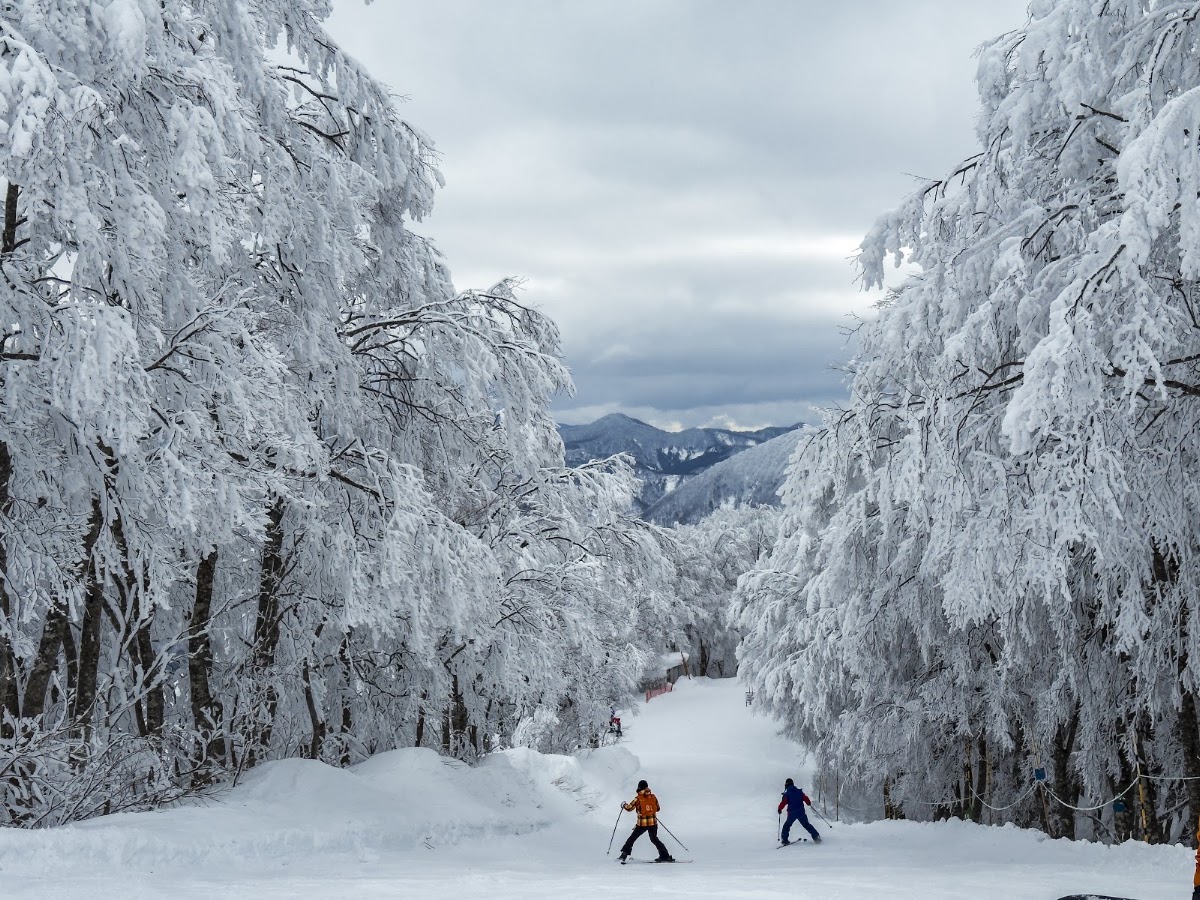 白馬科爾蒂納滑雪場(白馬コルチナスキー場) 實景照片 5