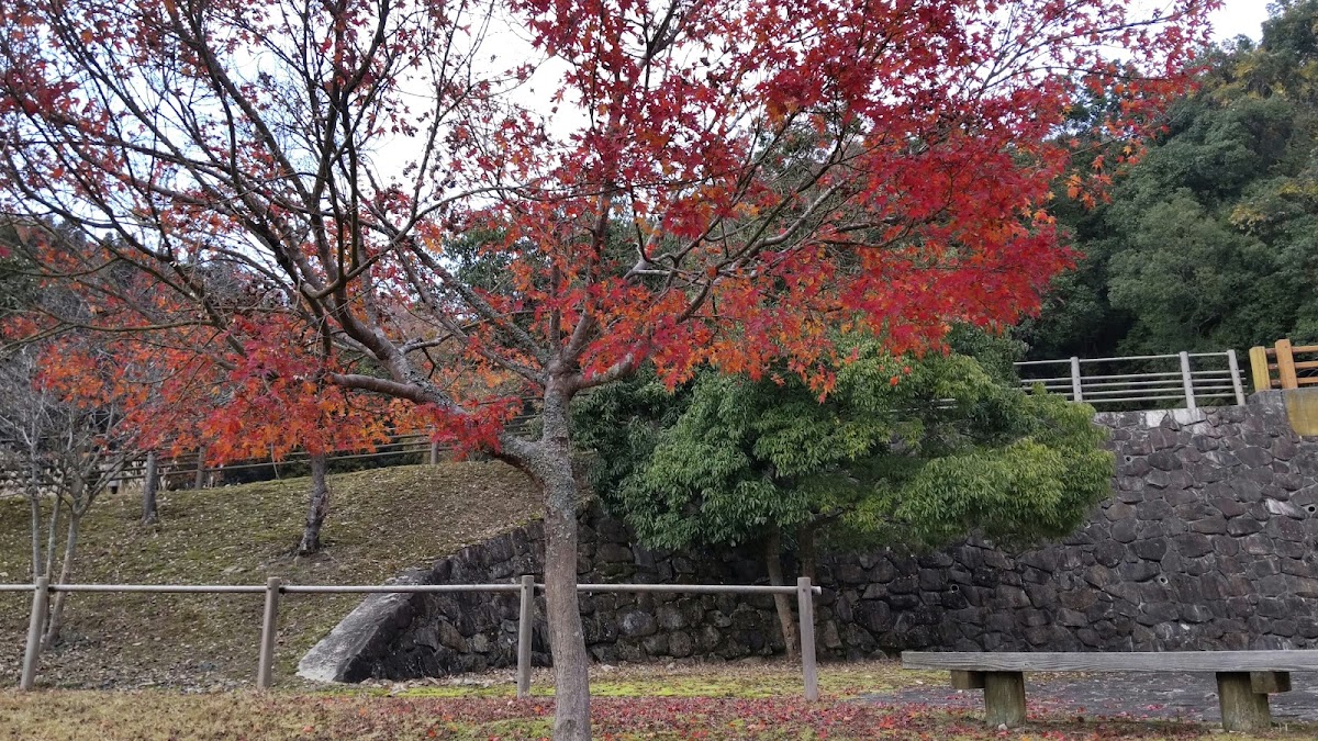 秋季紅葉與石牆景致