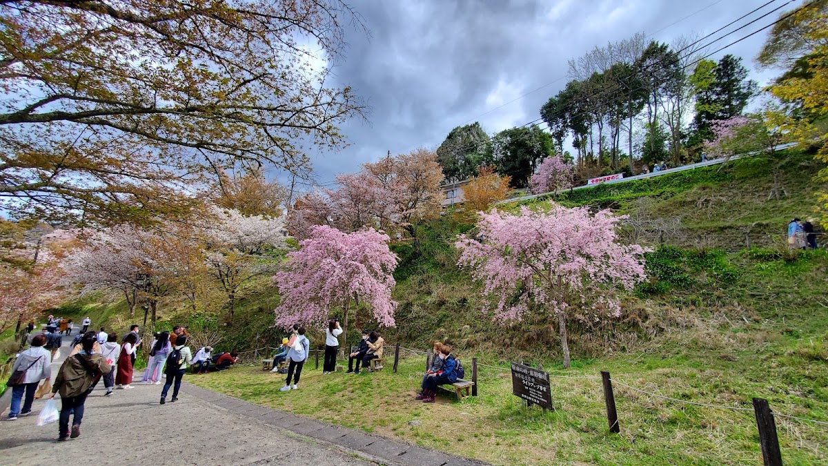 吉野山 實景照片 10