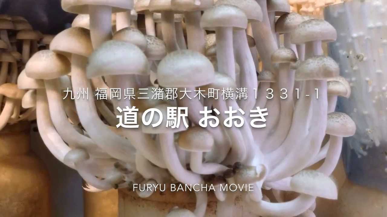 【道の駅で逢いましょう】九州随一のキノコ産地・福岡県の大木町にある【道の駅 おおき】へ(九州 福岡県久留米市【番茶のお店 ふりゅう】池松伸彦さん)