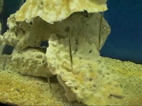 西海國家公園-水族館2.wmv